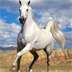 YoJigsawPuzzle:Horses