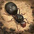 蚂蚁模拟器地下蚁国