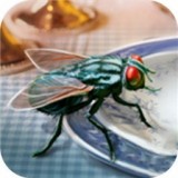模拟苍蝇生存手机版