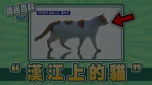 夜猫森林合集
